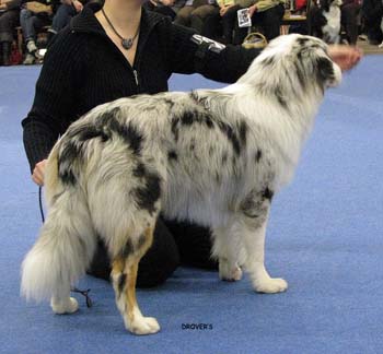 junior male VG Tres Colores Usa Unique