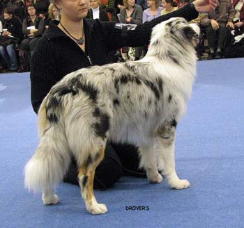 junior male VG Tres Colores Usa Unique1