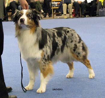 open bitch EXC1, res.CACIB, 2nd best bitch Drover's Breakthrough