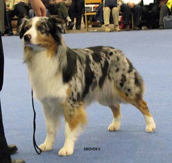 open bitch EXC1, res.CACIB, 2nd best bitch Drover's Breakthrough1