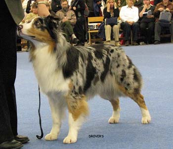 open bitch EXC1, res.CACIB, 2nd best bitch Drover's Breakthrough3