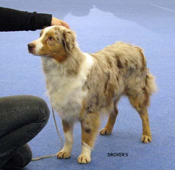 open bitch G Marquis Amazing Miss America