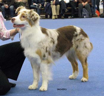 open bitch VG Hazelmoor Lime Lemonade