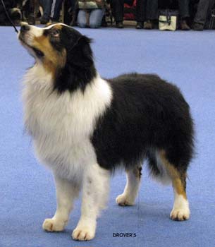 open male EXC1 resCAC 3rd best male Namikiss Ever Magic