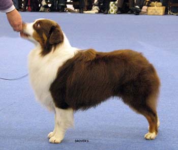 open male EXC2 4th best male Keepsake Independence Day1