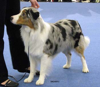 open male G Hazelmoor Mozzarella Moon