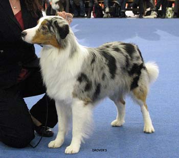 open male G Hazelmoor Mozzarella Moon1