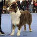 champion bitch EXC2 Hazelmoor Lookalike Lily