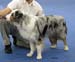 champion male EXC Gun Lake Don Sebastian1