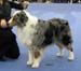 champion male EXC1, CACIB, Best Male, BOB, FINW-07 Thornapple Hot Wheels