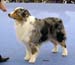 champion male EXC1, CACIB, Best Male, BOB, FINW-07 Thornapple Hot Wheels1
