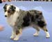 champion male EXC1, CACIB, Best Male, BOB, FINW-07 Thornapple Hot Wheels2
