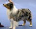champion male EXC2 Drover's Attent'n Please