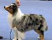 champion male EXC2 Drover's Attent'n Please2