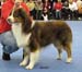 intermediate male EXC1, CAC, 2nd best male Watermark American Dream1