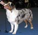 junior male VG Tres Colores Hiawatha Mohawk