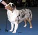 junior male VG Tres Colores Hiawatha Mohawk2