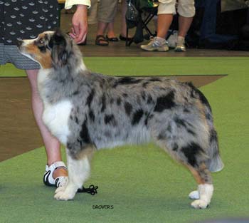 champion bitches EXC CH Tres Colores Gabrielina