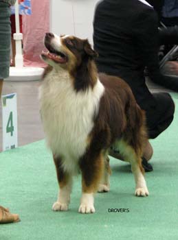 champion males EXC Angel Eyes Francuz of Crystal Lake