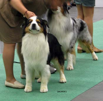 champion males EXC3 Armageddon delle Whymper delle Grande Jorasses and EXC4 Brown Sugar Morwhit