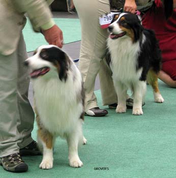 junior male EXC1 Fiddledeedee del Whymper Delle Grande Jorasses and intermediate male EXC1 Cuebiyar Soul Patrol