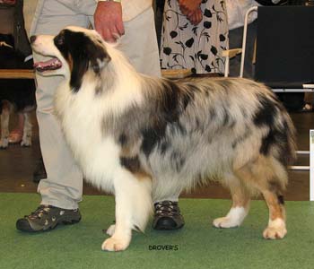 junior males EXC1 Fiddledeedee del Whymper Delle Grande Jorasses1