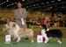 CACIB male CH Thornapple Aftershock and res.CACIB male Thornapple Ragtime Move Over