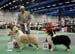 CACIB male CH Thornapple Aftershock and res.CACIB male Thornapple Ragtime Move Over1