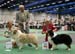 CACIB male CH Thornapple Aftershock and res.CACIB male Thornapple Ragtime Move Over2