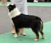 intermediate bitches EXC1 Sunnyrain the Star at Saussurea