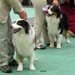 junior male EXC1 Fiddledeedee del Whymper Delle Grande Jorasses and intermediate male EXC1 Cuebiyar Soul Patrol