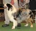 junior males EXC1 Fiddledeedee del Whymper Delle Grande Jorasses1
