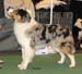 junior males EXC2 Drover's Evrybodys Talkn1