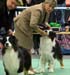 open males EXC2 CH Propwash Wishing You Were Here and veteran males EXC1 CH Propwash Northern Dancer