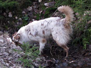 25.04 Thyra is checking if there is someone home in the water pipe