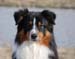 18.04 Gizmo, Drover's Can't Help It1