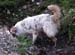 25.04 Thyra is checking if there is someone home in the water pipe