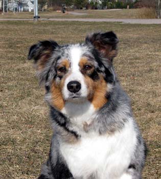 April 11th Pinja