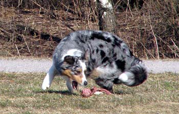 April 11th Pinja2
