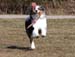 April 11th Pinja3