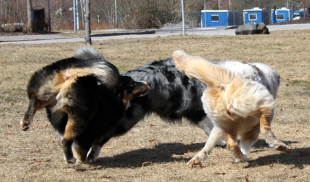 April 20th Thyra, Pinja and Hjördis4