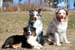 April 20th Pinja, Thyra and Hjördis - three generations2