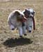 April 20th Thyra and Pinja1