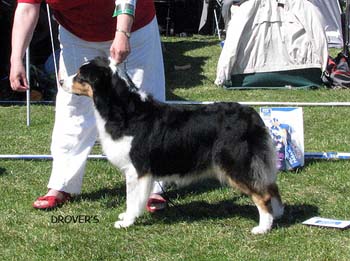 champion bitches EXC2 CH Shannon des Chemins Cathares