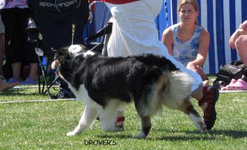 champion bitches EXC2 CH Shannon des Chemins Cathares2