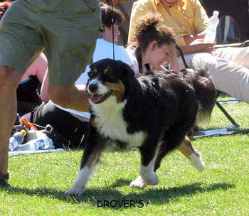 open bitches EXC CH Glenhouse's Grace Dolly1