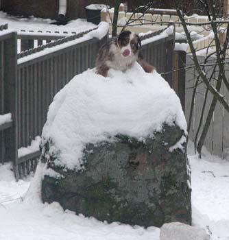 feb 7h Edith on top of a high rock. This was taken through the window, therefore poor quality of the photo.