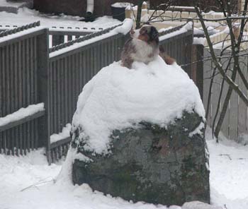 feb 7h Edith on top of a high rock. This was taken through the window, therefore poor quality of the photo1.