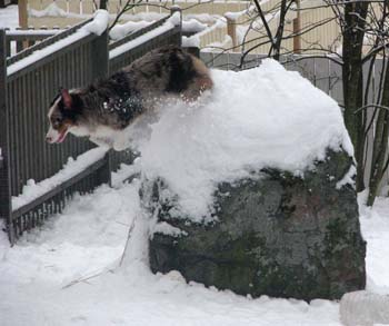 feb 7h Edith on top of a high rock. This was taken through the window, therefore poor quality of the photo2.