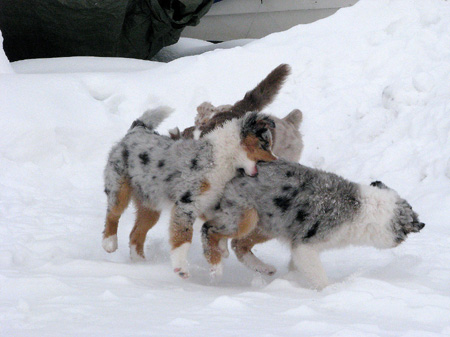H-litter at 4 months15